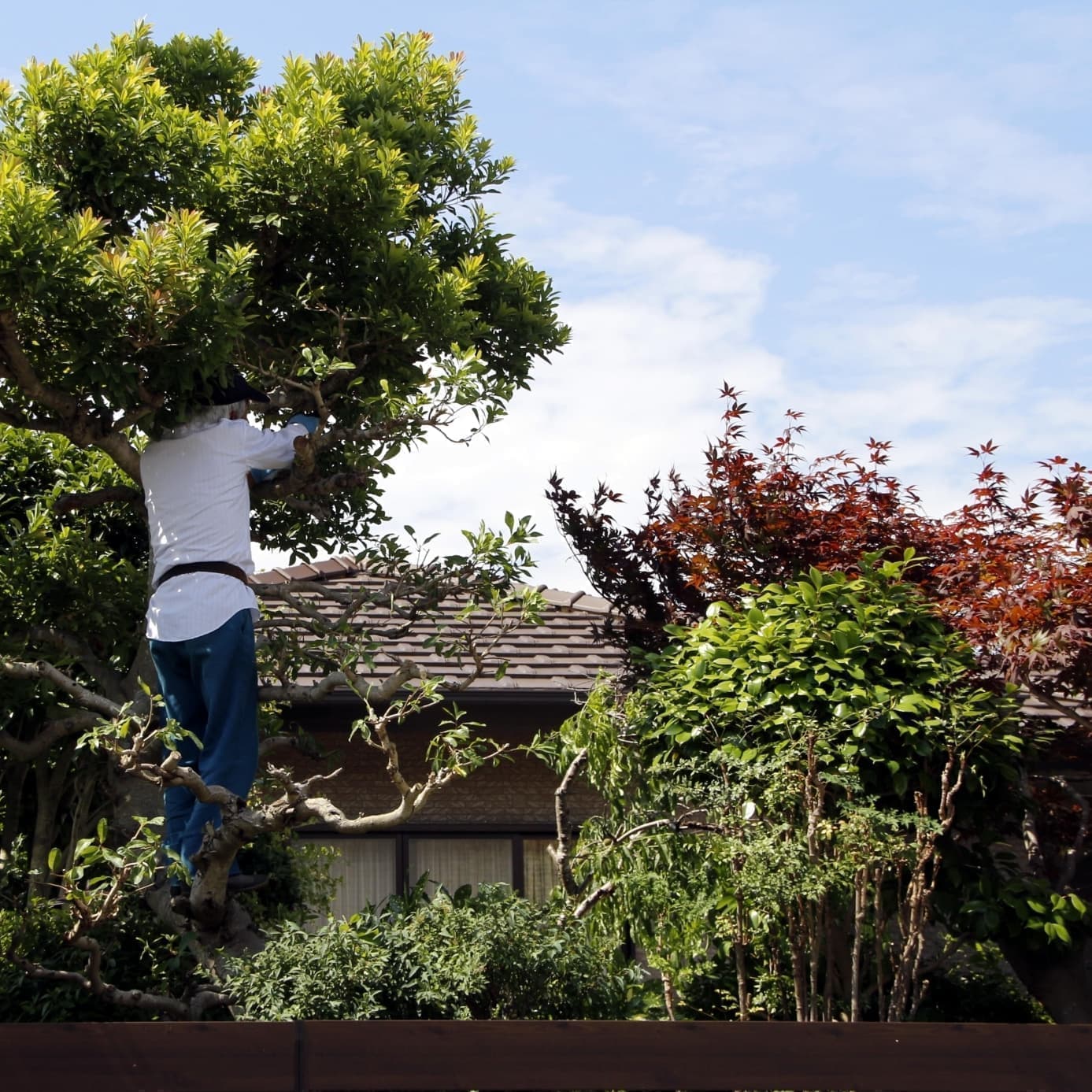 庭木伐採 弥富市 | 弥富市で庭木伐採ならお庭の窓口弥富市