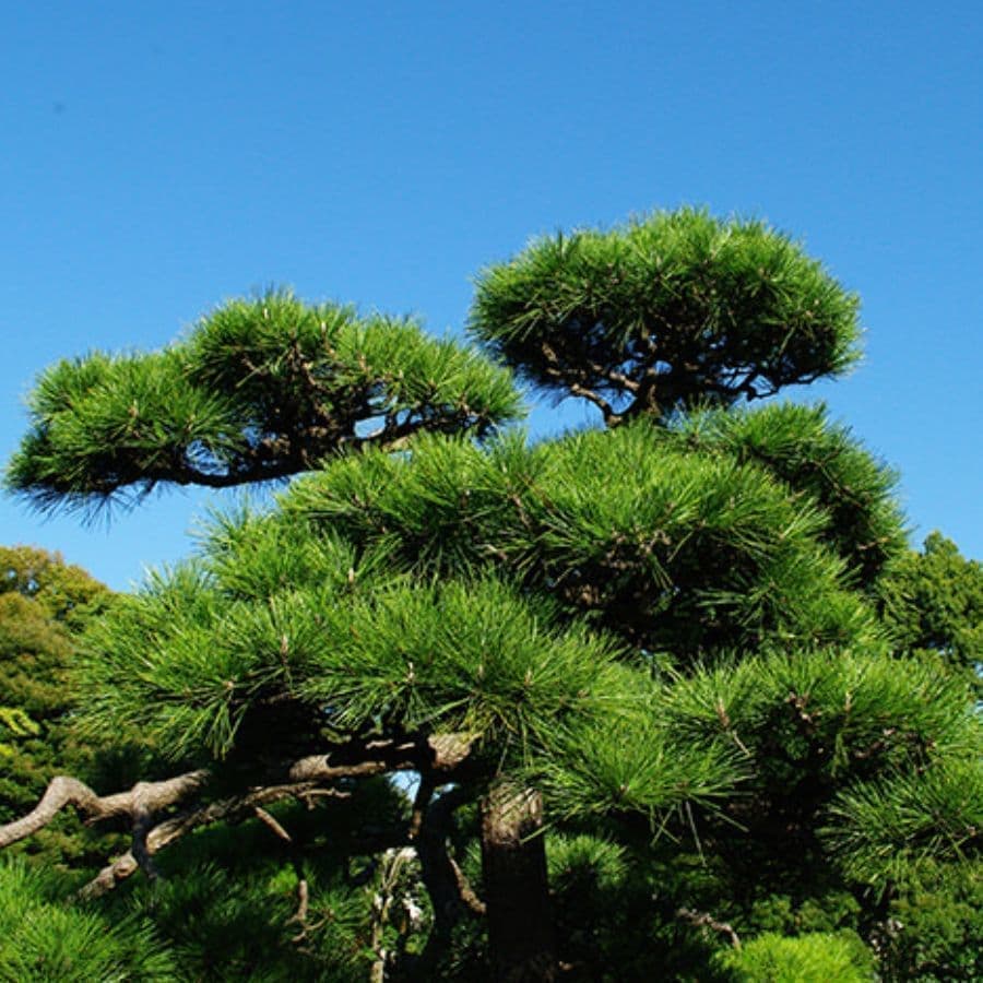 松の木剪定・伐採 碧南市 | 碧南市で松の木剪定・伐採ならお庭の窓口碧南市