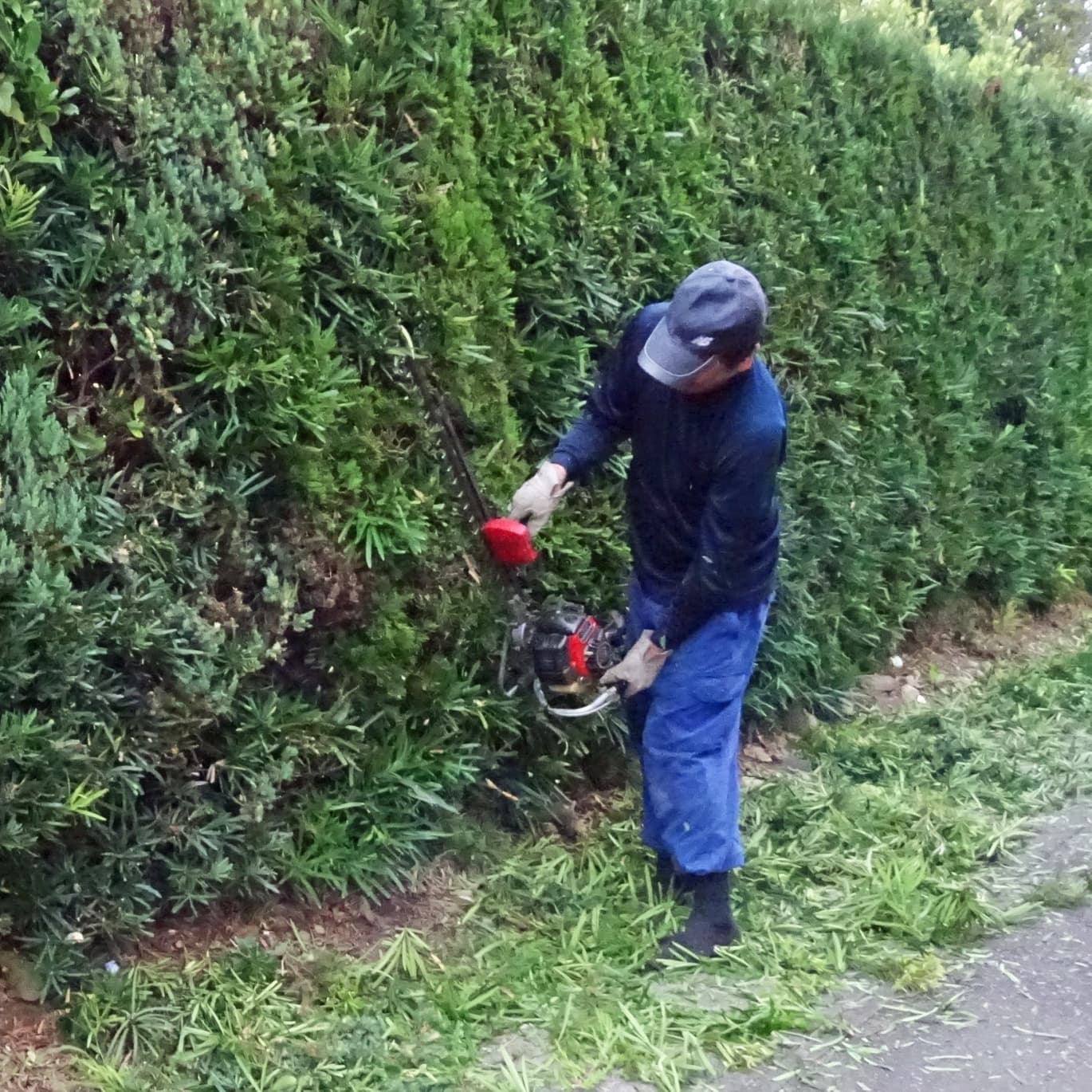 生垣剪定 弥富市 | 弥富市で生垣剪定ならお庭の窓口弥富市
