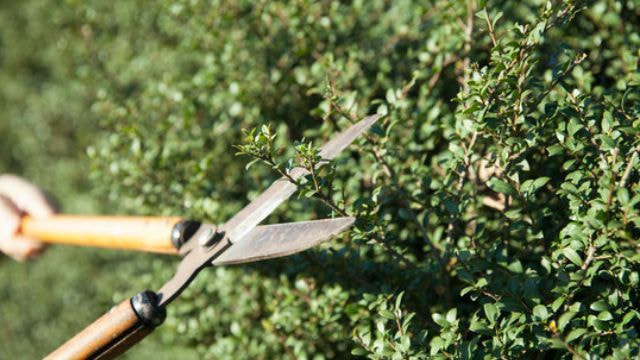 庭木剪定 弥富市 | 弥富市で庭木剪定ならお庭の窓口弥富市