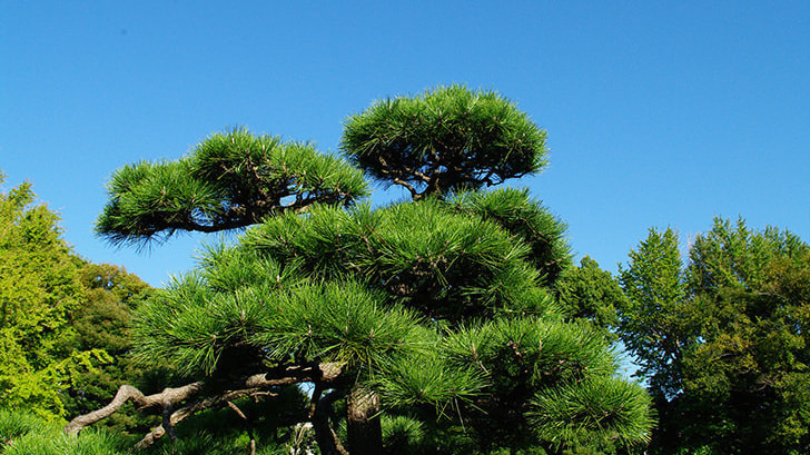 松の木剪定・伐採 弥富市 | 弥富市で松の木剪定・伐採ならお庭の窓口弥富市