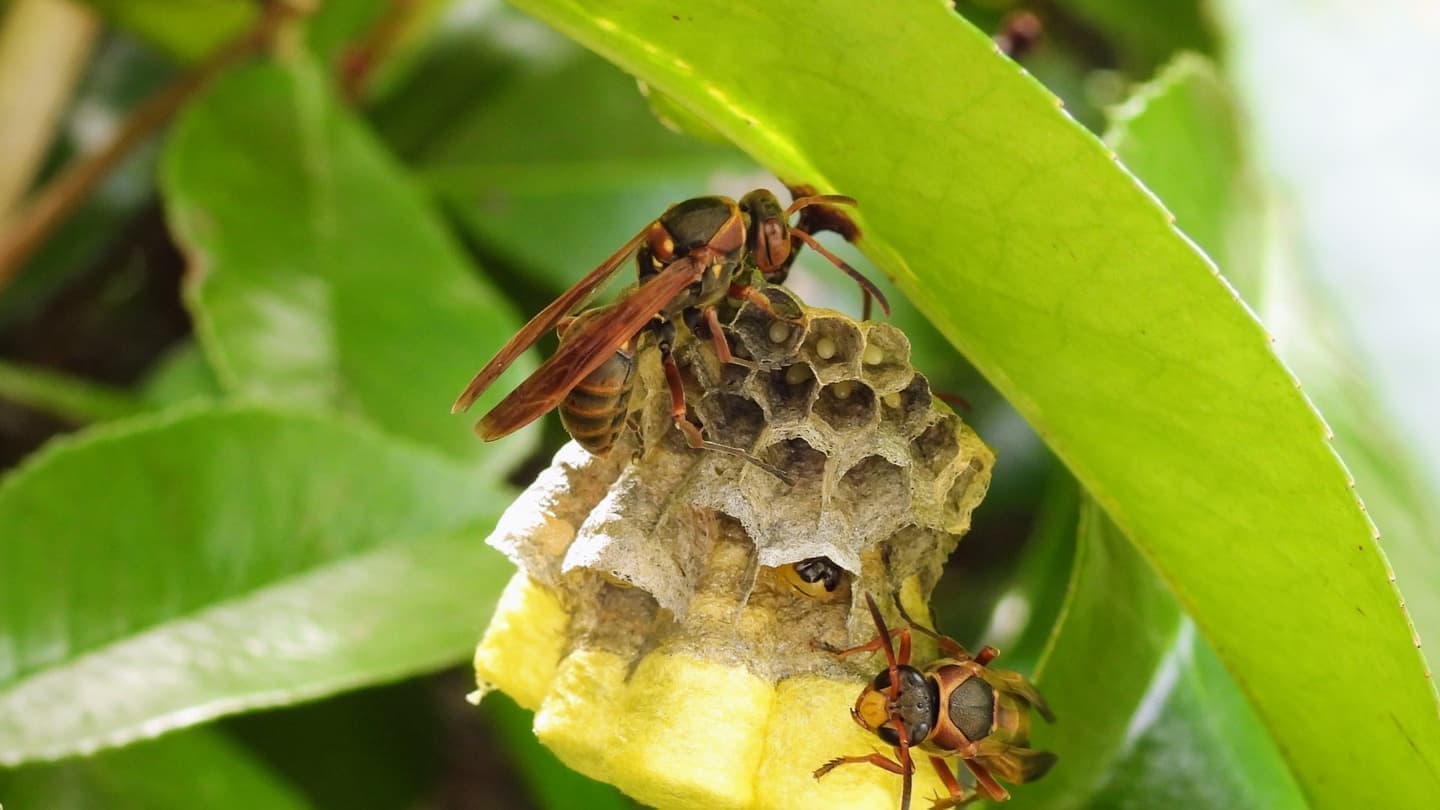蜂の巣駆除 弥富市 | 弥富市で蜂の巣駆除ならお庭の窓口弥富市
